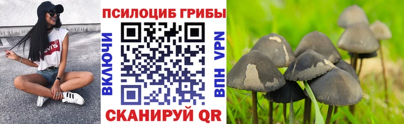 Купить  Миньяр  Псилоцибиновые грибы мицелий 